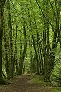 Un talus à Plounérin.
