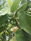 Takamaka (tamanu).