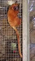 Un tamarin-lion doré.