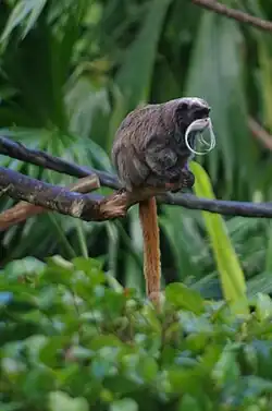 Tamarin empereur