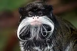 Tamarin portrait 2 edit3.jpg