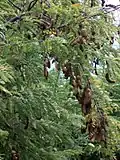 Le tamarinier (Tamarindus indica) arrive juste derrière en termes d'utilisation, avec presque 13%. Ses feuilles, graines et fruits permettent de nombreux dérivés (pulpe comestible, épice, torréfaction des graines, jus, salade, teinture, etc.)
