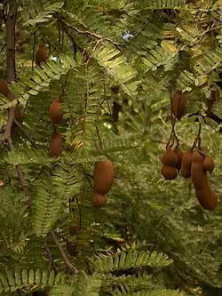 Fruits sur l'arbre.