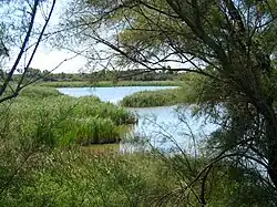 Tamaris en bordure d'un étang salé