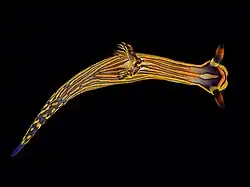 Tambja affinis