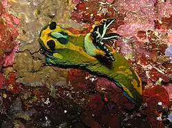 Tambja olivaria