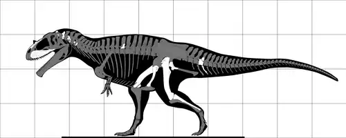 Diagramme reconstituant la position anatomique des fossiles ainsi que la taille d'un dinosaure théropode.
