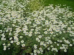 Tanacetum niveum
