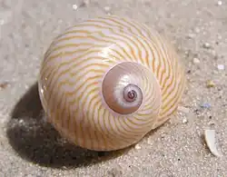 Tanea lineata.