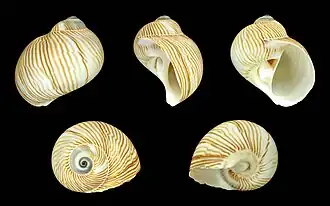 Tanea lineata