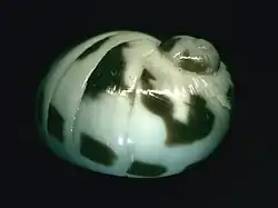 Tanea pavimentum.