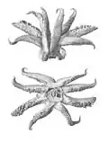 Tentacules.