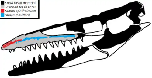 Schéma du crâne de Taniwhasaurus antarcticus : les parties noires et gris clair montrent le matériel fossile connu, tandis que les parties blanches montrent les hypothétiques reconstitutions crâniennes. Les foramens suspectés d'avoir été le lieu d'origine de l'organe électrosensible de l'animal sont montrés en bleu et en rouge.