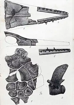 Croquis des divers fossiles du squelette de Taniwhasaurus oweni.