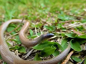 Description de l'image Tantilla vermiformis in Guatemala 11827871.jpg.