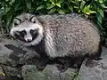 Chien viverrin du Japon (N. v. viverrinus) dans son pelage d’hiver.