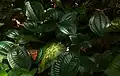 Phyllagathis rotundifolia