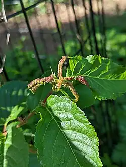Taphrina wiesneri sur un cerisier.