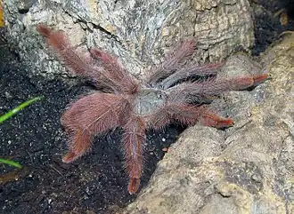Description de l'image Tapinauchenius gigas - young female.jpg.