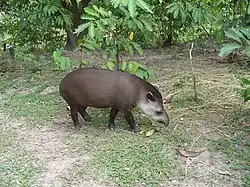 Tapir d'Amérique du Sud