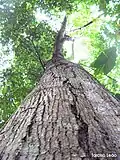 Tronc et écorce de Tapirira guianensis