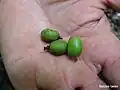 Fruits immatures de Tapirira guianensis