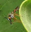 Taracticus octopunctatus sur l'asclépiade commune.