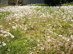 Taraxacum sp.