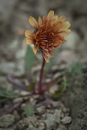 Description de l'image Taraxacum_carneocoloratum_(7833394456).jpg.