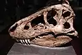 Moulage de fossile de Tarbosaurus. 70 M. années. À toucher