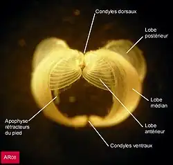 Taret (Lyrodus pedicellatus), les deux valves de la coquille, vues de face. La coquille bâille largement à l'avant (passage du pied) et à l'arrière (passage du manteau et de la masse viscérale). Les crêtes crénelées du lobe antérieur sont visibles. On remarque aussi l'articulation formée par les condyles dorsaux et ventraux.