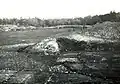 Champ de taro sur Tobi. Photo prise durant l'expédition Thilenius (1908-1910).