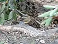 ♀