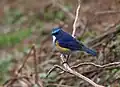 ♂