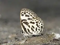 Tarucus ananda