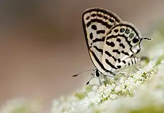 Tarucus balkanica