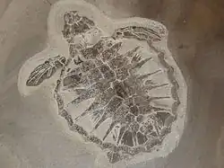 Tortue de mer.
