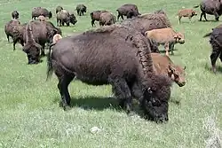 Un troupeau de bisons dans le parc d'État Custer.