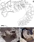 Spécimen holotype in situ.vertèbres caudales 1 à 17, sacrum, ilions et ischions.