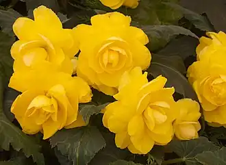 Description de l'image Tatton Park Flower Show 2014 042.jpg.