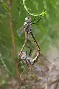 Accouplement.