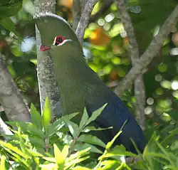 Tauraco corythaix