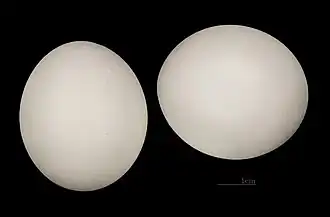 Œufs de Touraco louri Muséum de Toulouse