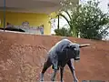 Le taureau