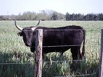 Image illustrative de l’article Taureau de Camargue (viande)