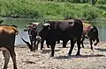 Mâle Taurus dans la même réserve.