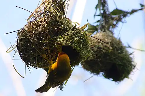Nid tissé, suspendu du Tisserin de Taveta (Ploceus castaneiceps).