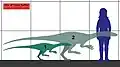 Comparaison entre le fossile retrouvé, un adulte et un humain.