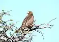 Aigle ravisseur