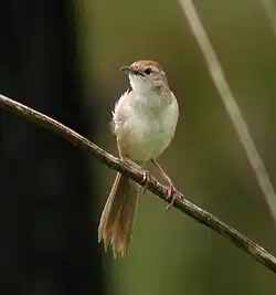 photo de Cincloramphus timoriensis